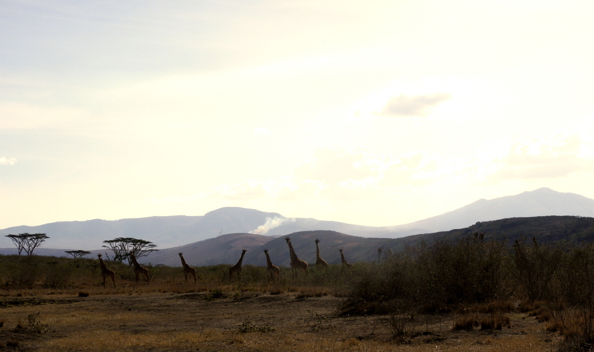 Giraffenherde am Entamanu Camp