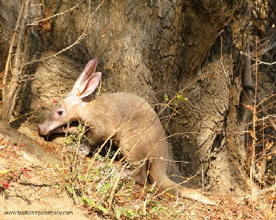 Kakuli safarizelt South Luangwa