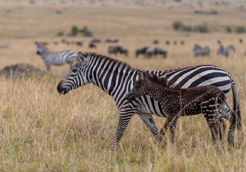 governor-s zebras governor-s zebras