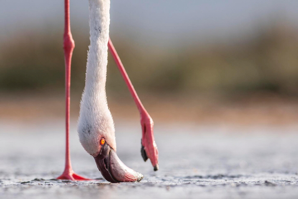 Lake Elmenteita Flamingos