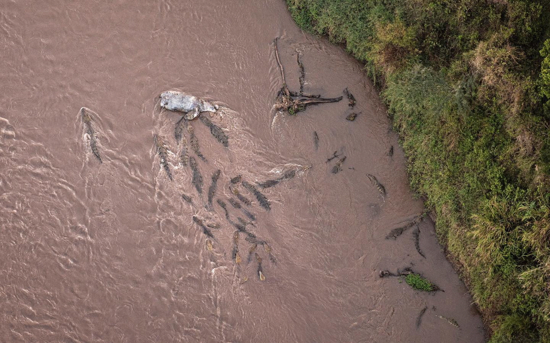 Little Governors Masai Mara