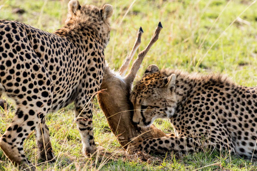 Geparden in der Mara  u.K. 