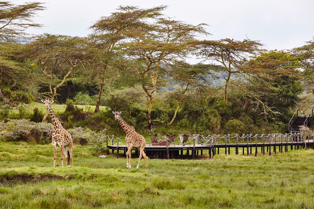 Hatari Lodge 