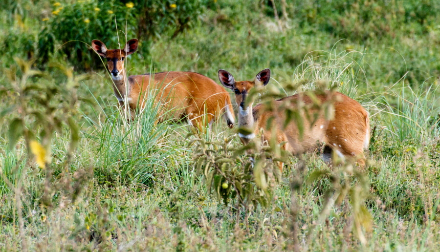 Buschb�cke auf Hatari