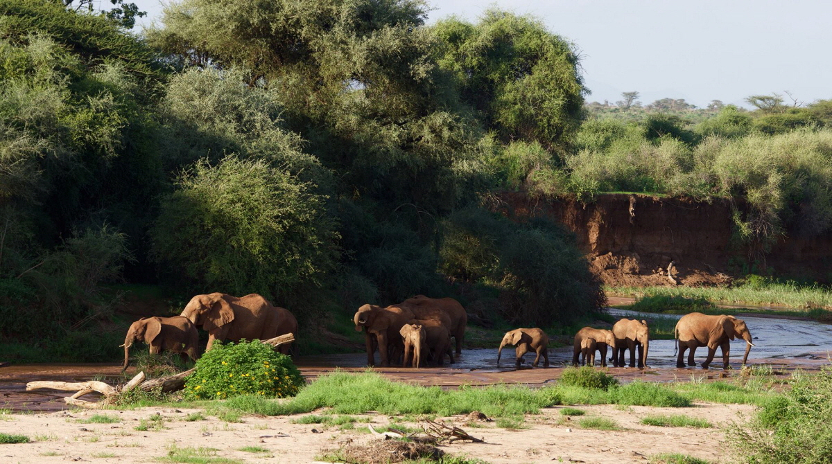 Am Fluss  Il Ngwesi Kenia Safari 