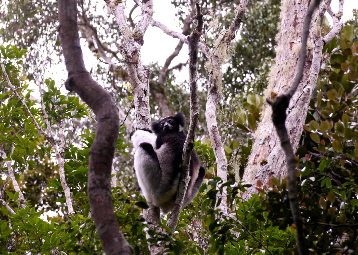 indri-madagaskar-reise
