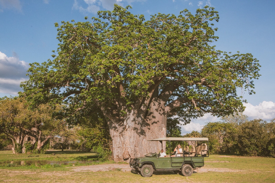 Jongomero Ruaha Safari Tansania