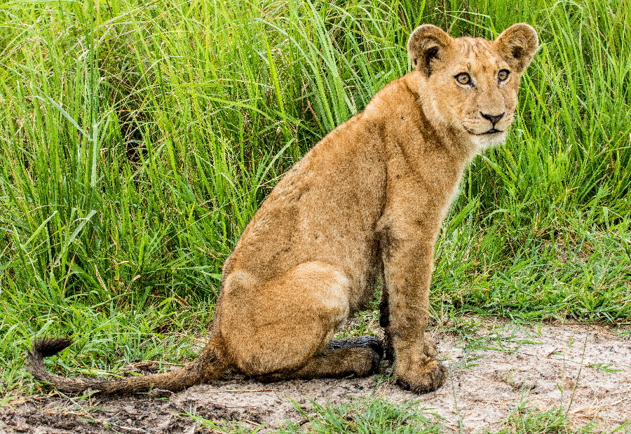 LUXUS-SAFARI-TANZANIA LUXUS-SAFARI-TANZANIA