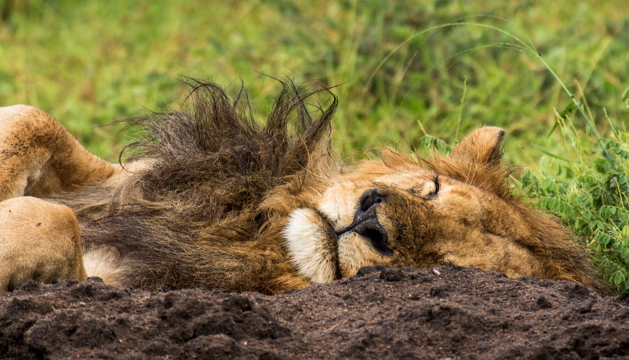 Katavi L�wen-Kater