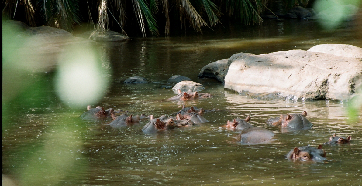 Fluss mit Flusspferden