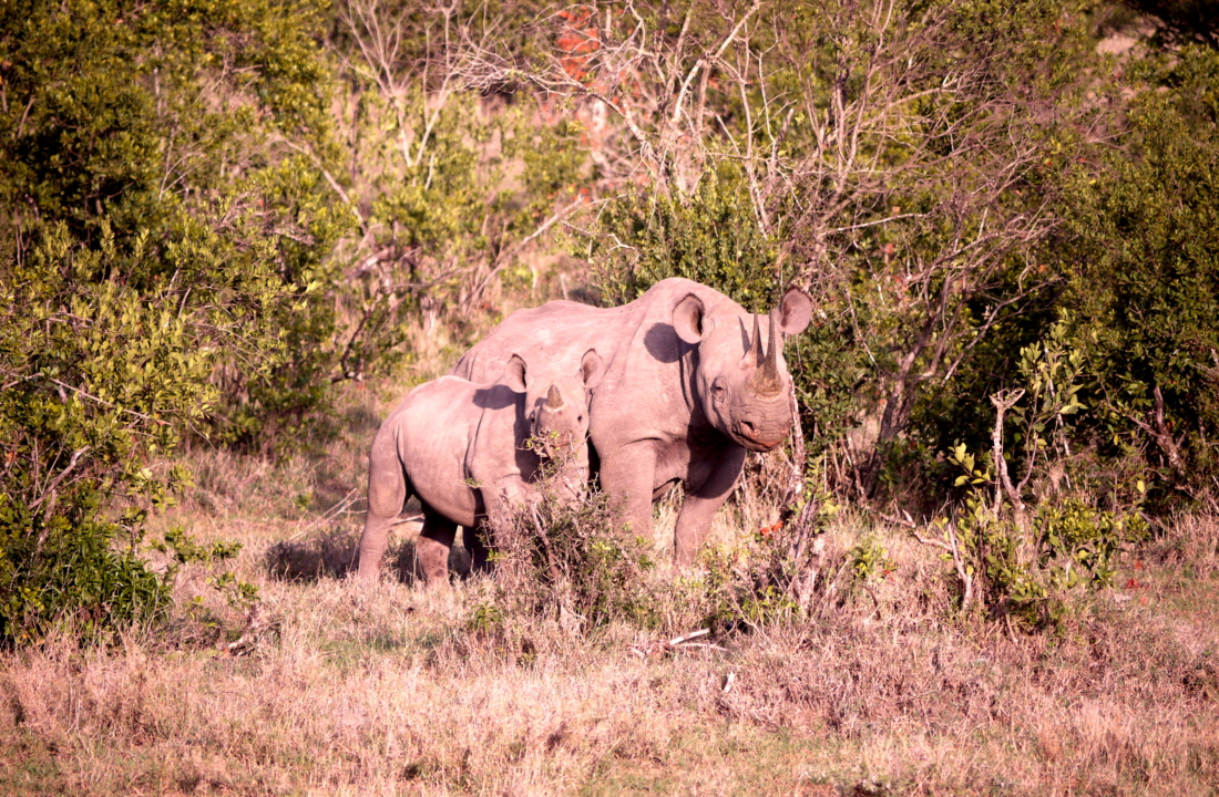 Kicheche Spitzmaulnashorn