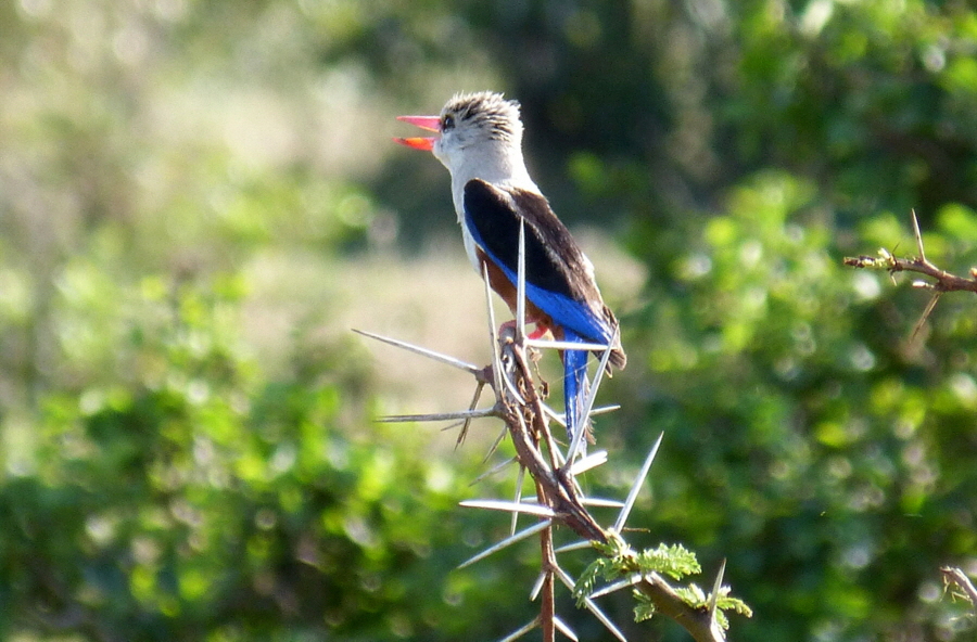 Eisvogel Graukopfliest