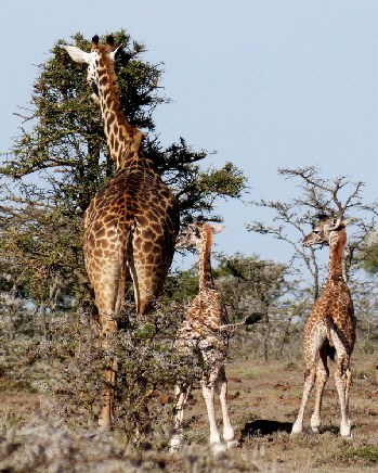 Masai Mara Kicheche-Valley Camp Masai Mara Kicheche-Valley Camp