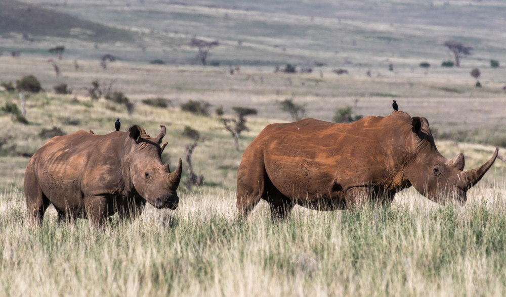 Breitmaulnash�rner