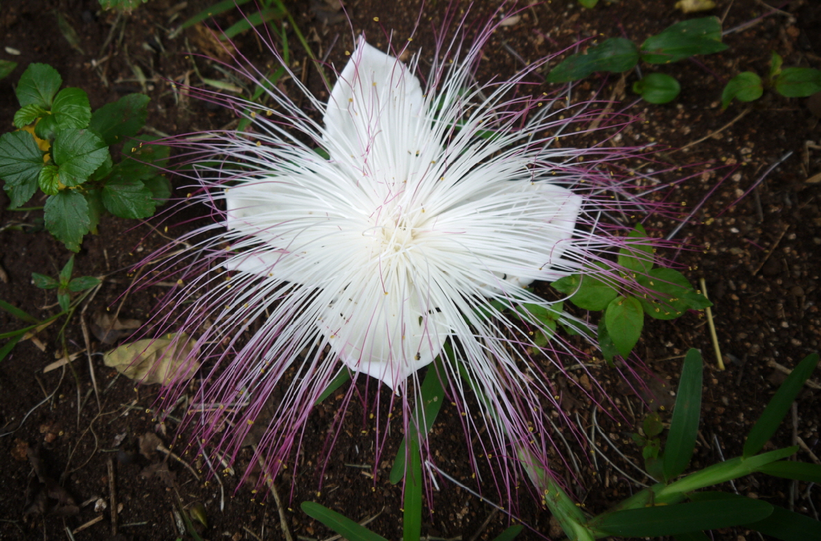 im Garten Sansibar Kilindi