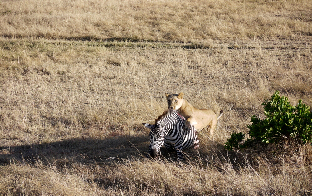 L�we mit Zebra  live dabei 