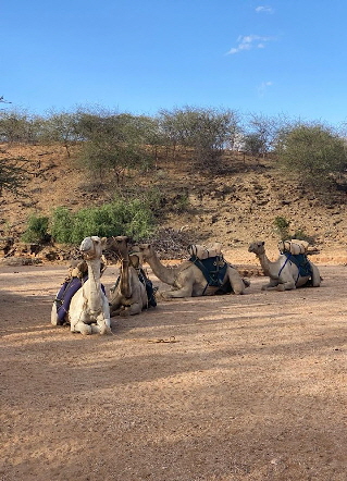 kitich-camel-safari kenia