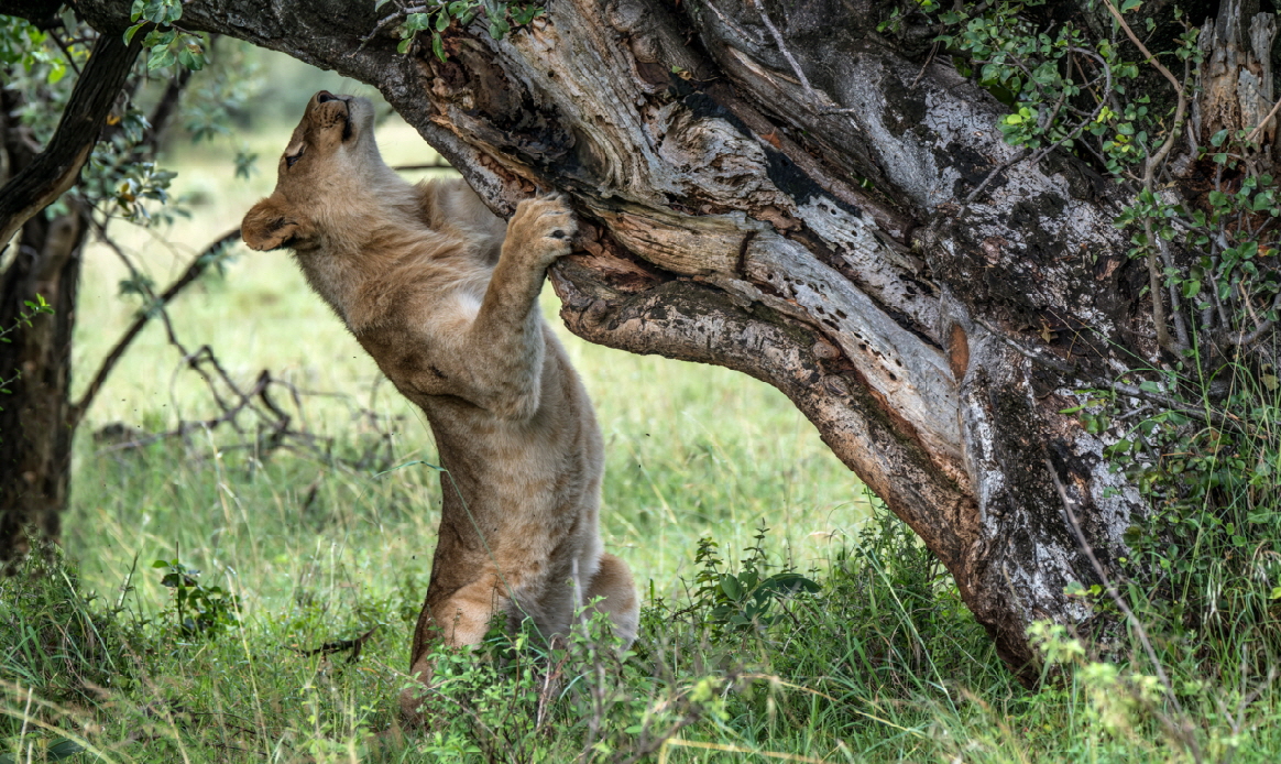 Safaris-kenia-tansania-buchen-bei-Zoologin Safaris-kenia-tansania-buchen-bei-Zoologin