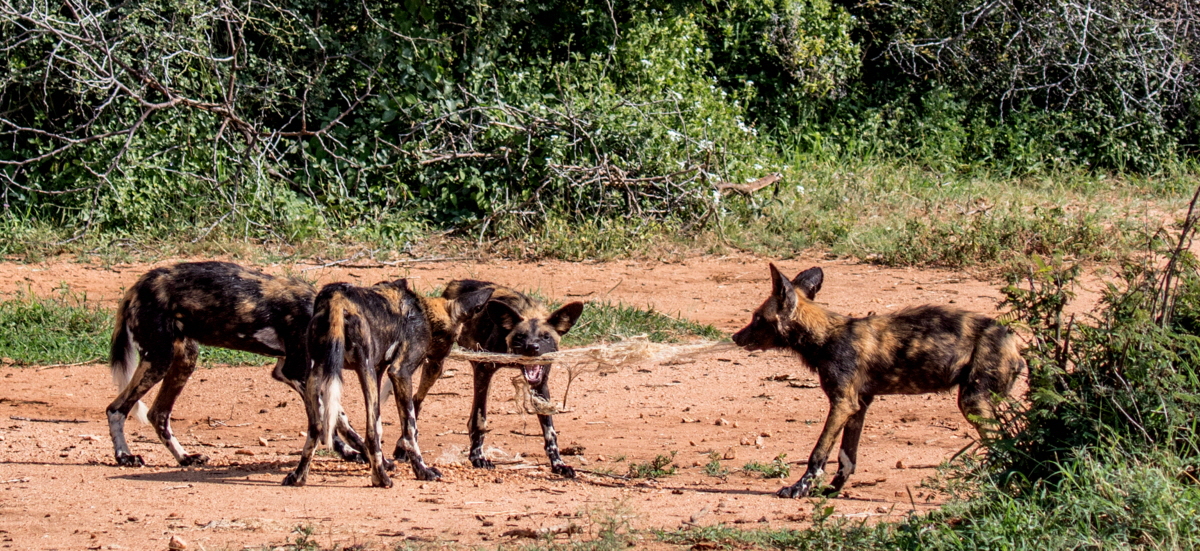 Afrikanische Wildhunde in Laikipia