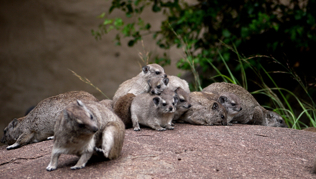 Klippschliefer in Lamai 