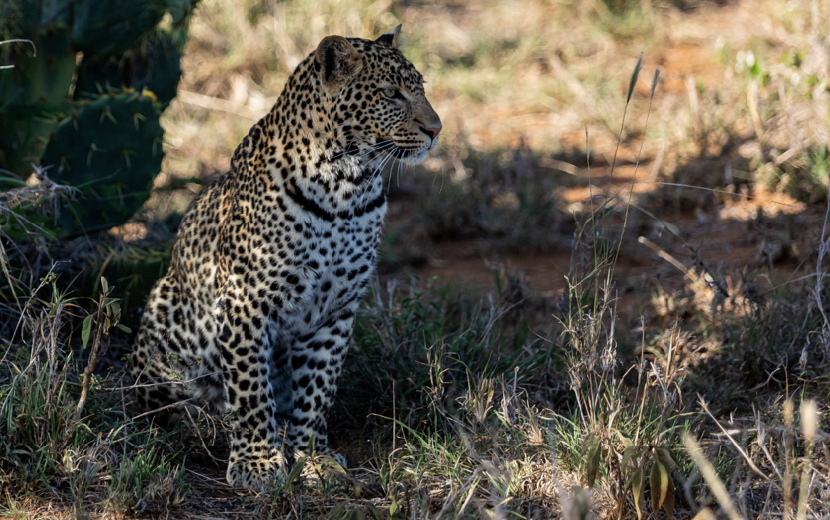 Leopard in Loisaba Michael G�rtz