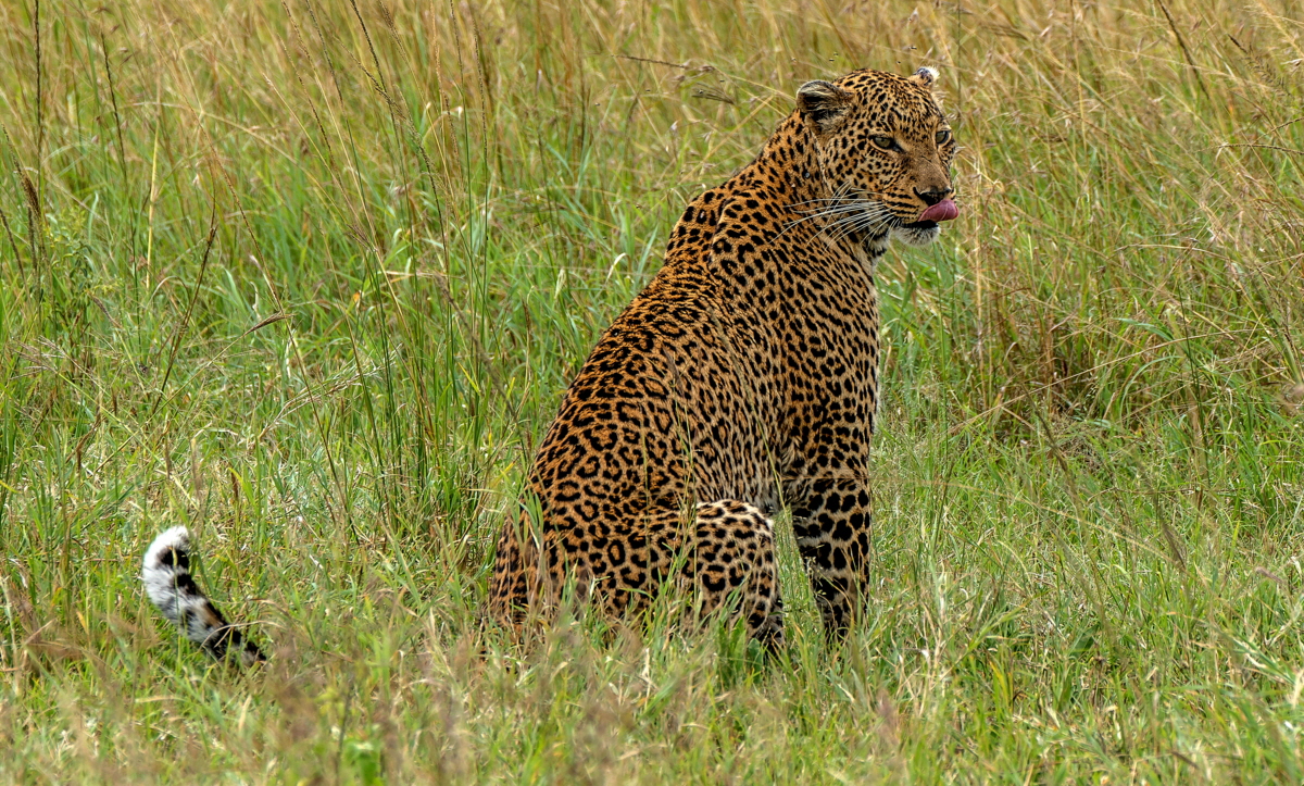 Leopard Masai Mara Enkewa Camp