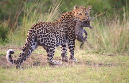 Leopard  im Little Governors Camp