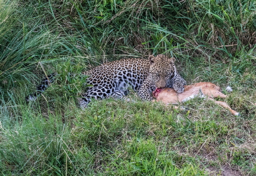 leopard-safarikenia-MASAIMARA 