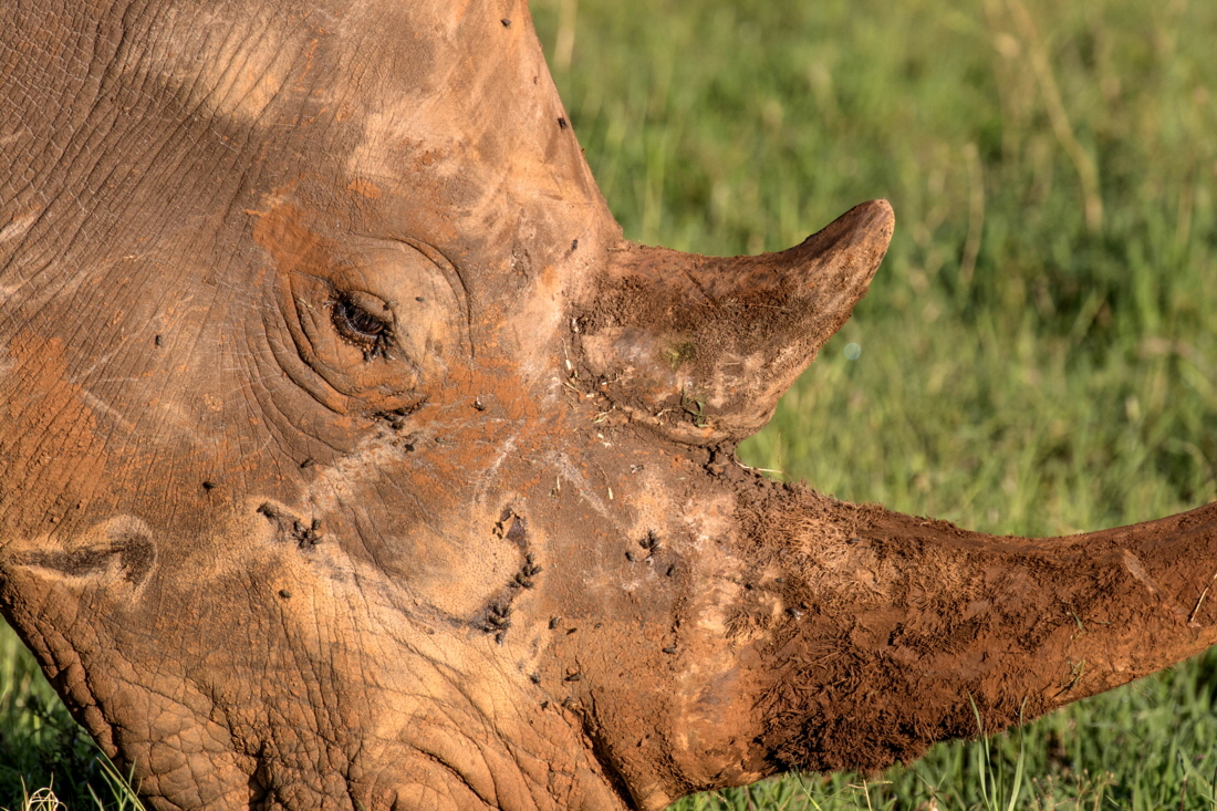 Nashorn in Lewa Downs