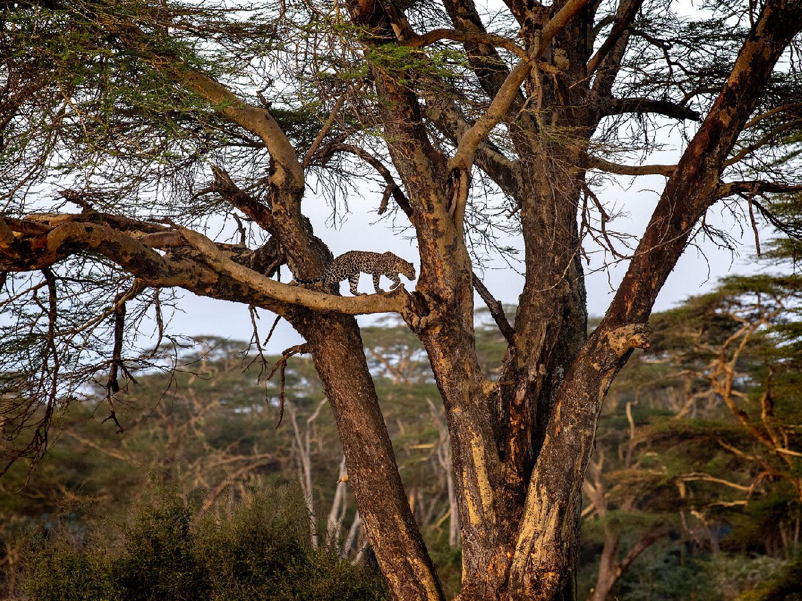 Leopard in Lewa Downs 