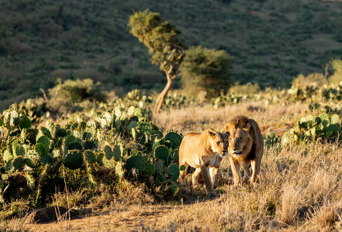 L�wen in Loisaba , Micha G�rtz