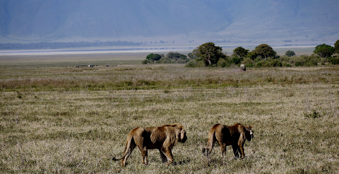 Ngorongoro Krater L�wen