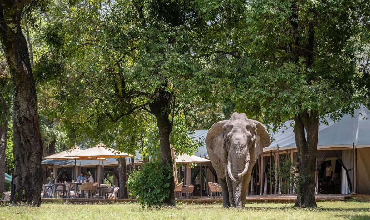 Little Governors Camp Kenia