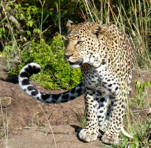 little-governorscamp-masai-mara