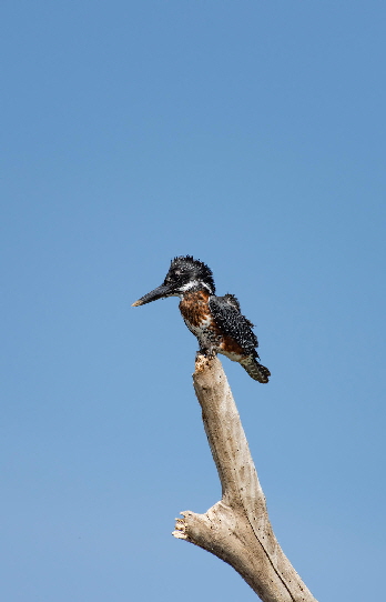loldia-kingfisher loldia-kingfisher