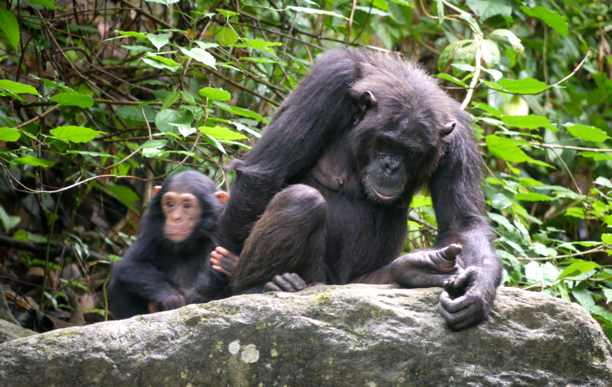 Mahale SchimpansenTrecking Tansania 