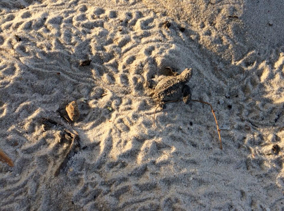 Maji Hotel Diani  Schildkr�tennest