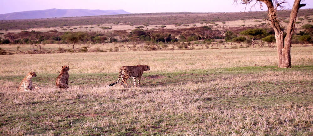 Encounter Mara Camp  Gepardenjagd