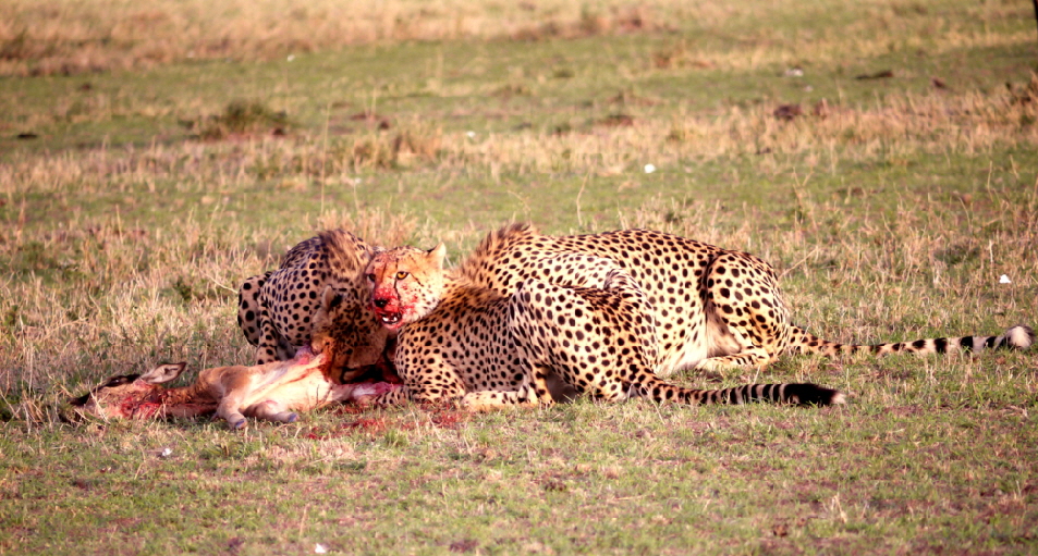 Encounter-Mara-camp-MasaiMara-Kenia Encounter-Mara-camp-MasaiMara-Kenia