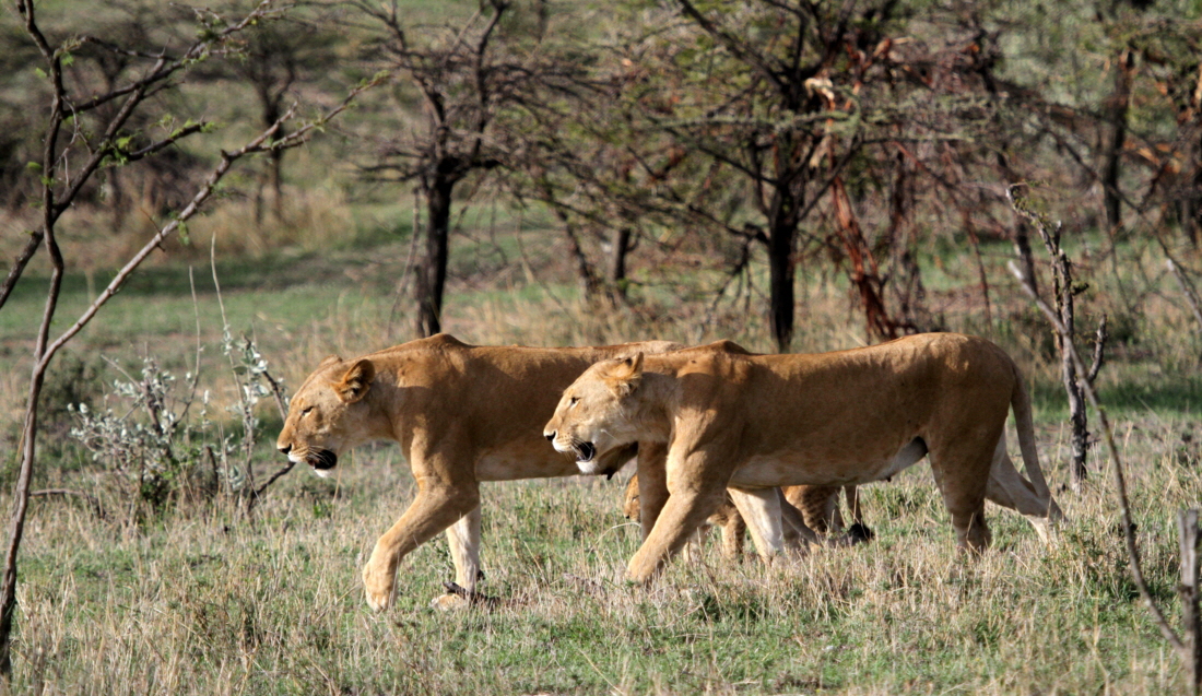 L�wen auf der Pirsch