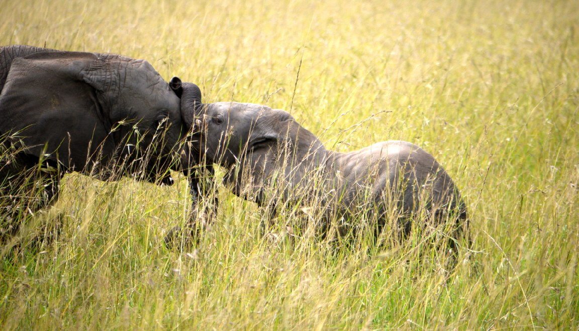 Begr�ssung auf Elefantenart