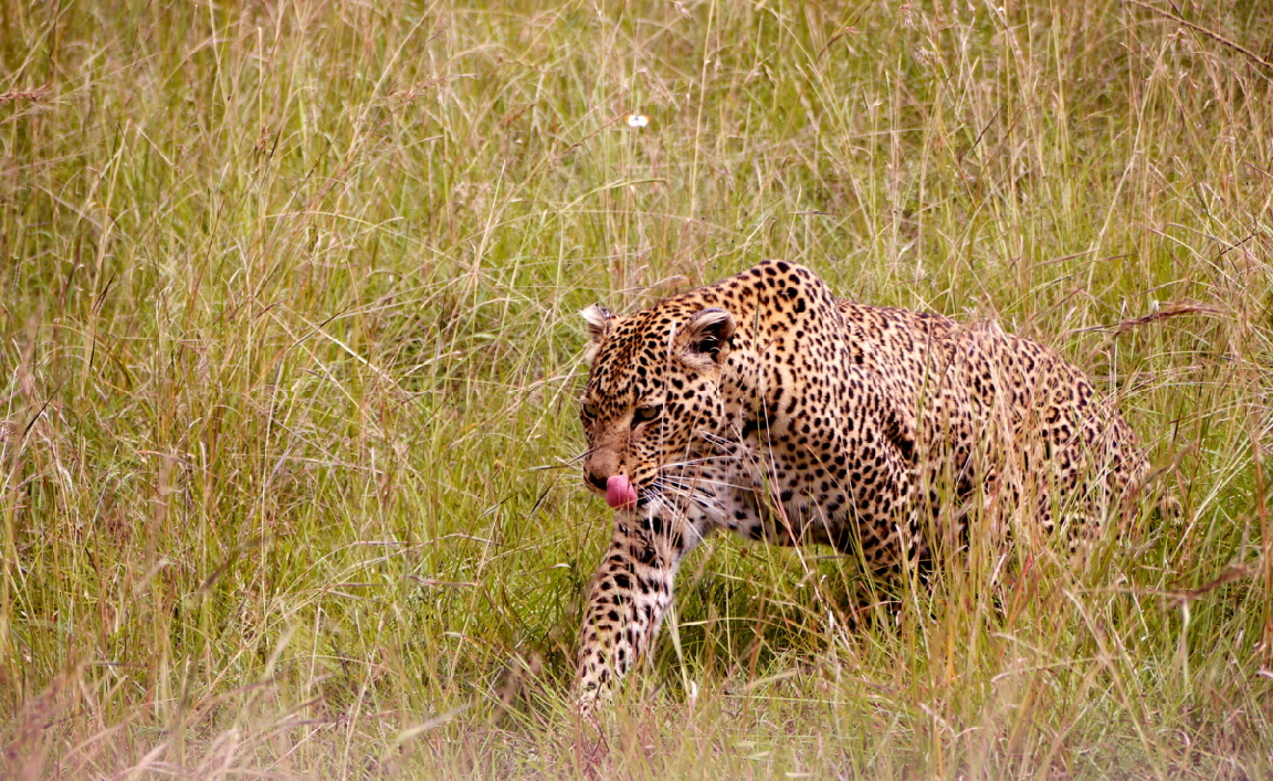 Leopardin