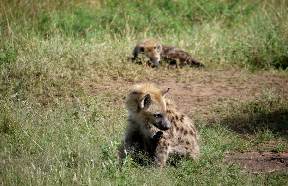 Tupfenhy�nen Kinder