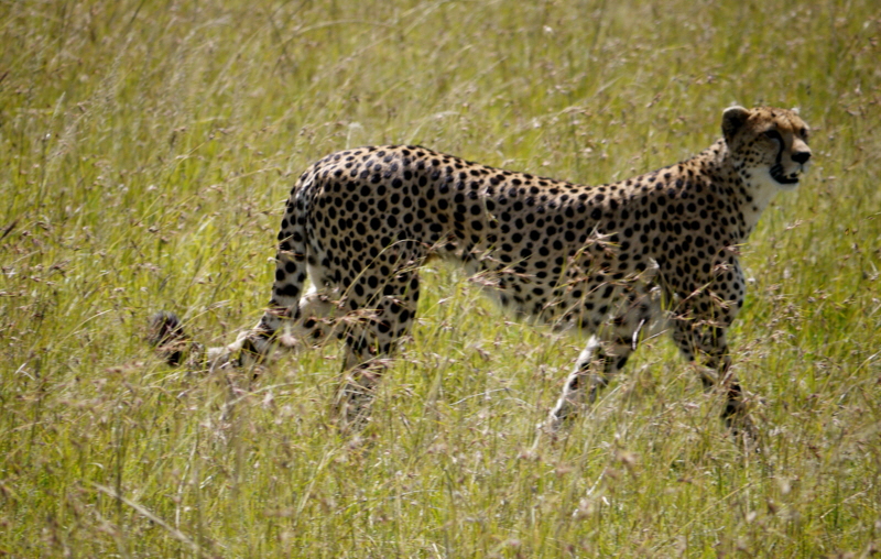 Geparden Masai Mara 