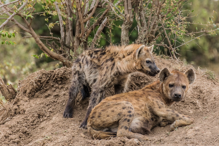 Tupfenhy�nen in der Mara