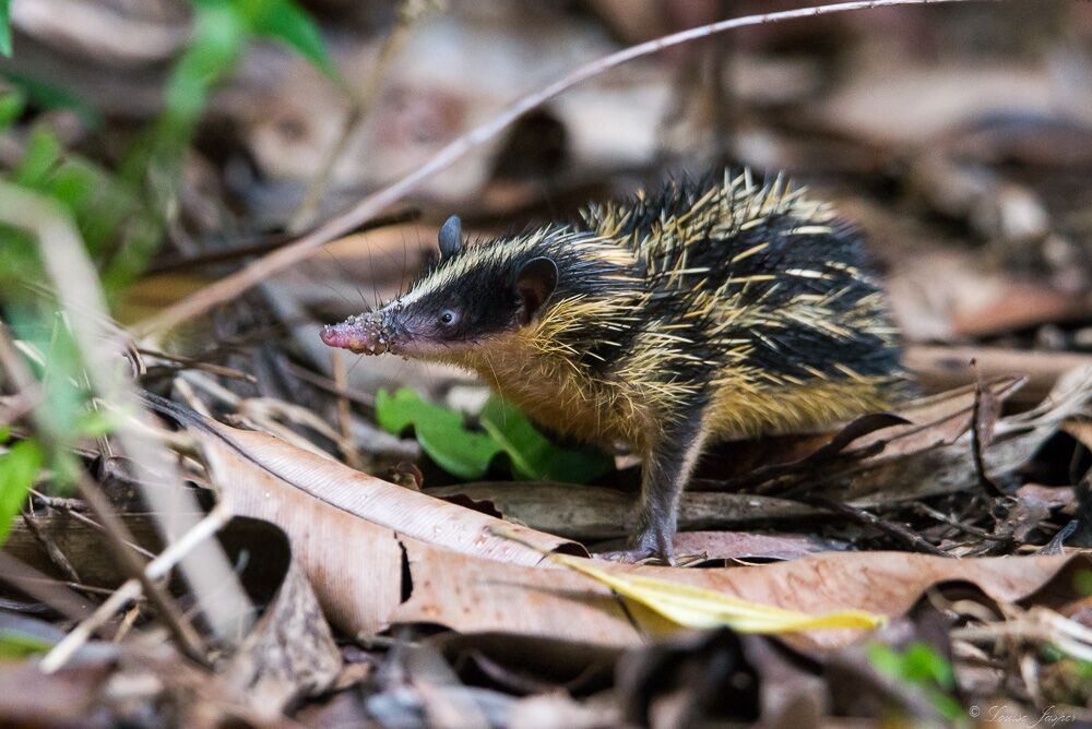 Tenrec 