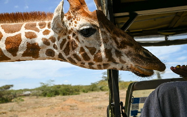 mugie-tala (2) mugie-tala (2)