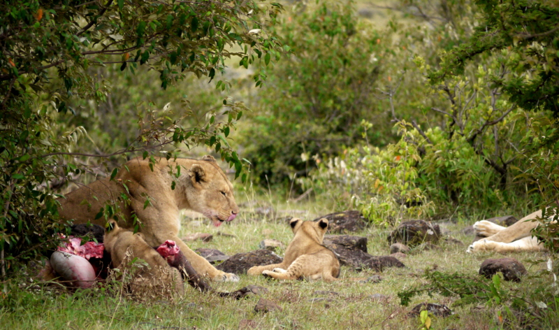 Naboisho Camp Masai Mara L�wen