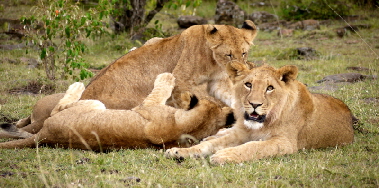 L�wen in Naboisho Masai Mara 
