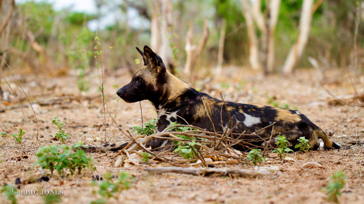 Lycaon Pictus Afrikanischer Wildhund 
Selous